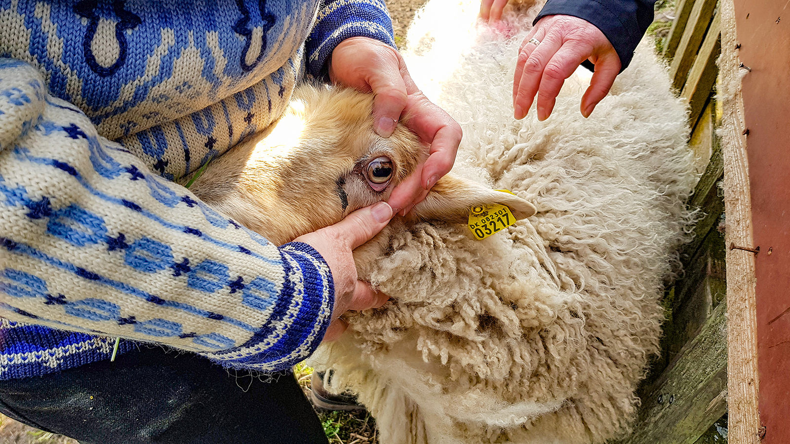 Randi Worm viser, hvor blege slimhinderne i fårets øje er. Blege slimhinder er tegn på blodmangel, og blodmangel er igen tegn på angreb med leverikter